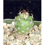 Turbinicarpus pseudomacrochele 2-inch pots