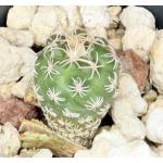 Turbinicarpus pseudomacrochele 2-inch pots