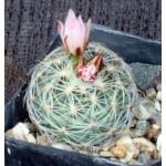 Gymnocactus knuthianus 2-inch pots