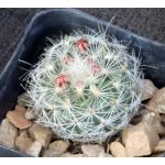 Gymnocactus knuthianus 2-inch pots
