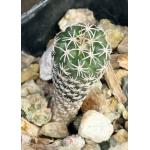 Turbinicarpus pseudomacrochele 2-inch pots