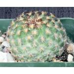 Gymnocactus ysabelae 4-inch pots Gymnocactus ysabelae 4-inch pots
