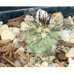 Gymnocactus gielsdorfianus 2-inch pots
