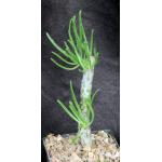Tylecodon dinteri 5-inch pots