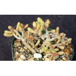 Tylecodon schaeferianus 4-inch pots
