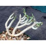 Tylecodon buchholzianus 4-inch pots