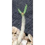 Tylecodon buchholzianus 2-inch pots