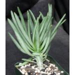 Tylecodon cacalioides 4-inch pots