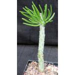 Tylecodon dinteri 5-inch pots