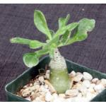 Tylecodon paniculatus 4-inch pots