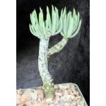 Tylecodon pearsonii 4-inch pots