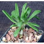 Tylecodon reticulatus 3-inch pots