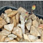 Tylecodon decipiens 2-inch pots