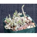 Tylecodon schaeferianus 3-inch pots