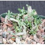 Tylecodon schaeferianus 4-inch pots