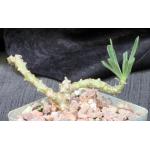 Tylecodon striatus 4-inch pots