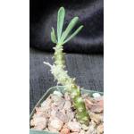 Tylecodon ventricosa 4-inch pots