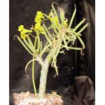 Tylecodon dinteri one-gallon pots
