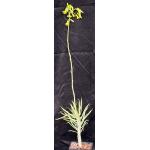 Tylecodon dinteri 5-inch pots