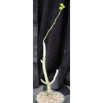 Tylecodon dinteri 8-inch pots
