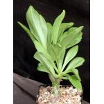 Tylecodon paniculatus 5-inch pots