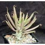Tylecodon wallichii 4-inch pots