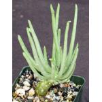 Tylecodon wallichii 4-inch pots