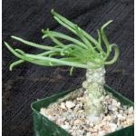 Tylecodon wallichii 4-inch pots