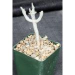 Tylecodon buchholzianus 4-inch pots