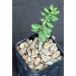 Tylecodon bleckiae (ISI 1778) 2-inch pots