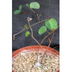 Tylosema fassoglense 6-inch pots