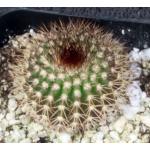 Uebelmannia pectinifera 2-inch pots