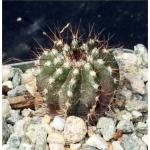 Uebelmannia pectinifera 2-inch pots
