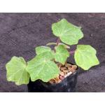 Uncarina decaryi 2-inch pots