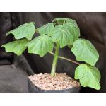 Uncarina decaryi 5-inch pots