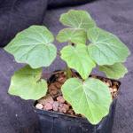 Uncarina peltata 4-inch pots
