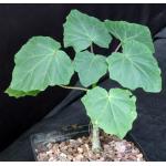 Uncarina peltata one-gallon pots