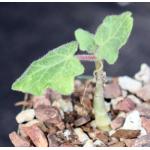 Uncarina roeoesliana 4-inch pots