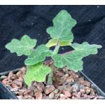 Uncarina roeoesliana 5-inch pots