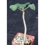 Uncarina roeoesliana x grandidieri 4-inch pots