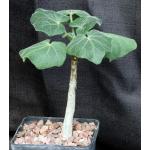 Uncarina roeoesliana x grandidieri 5-inch pots