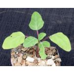 Uncarina stellulifera 4-inch pots