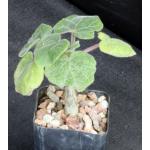 Uncarina decaryi 2-inch pots