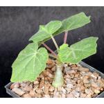 Uncarina peltata 5-inch pots