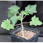 Uncarina peltata one-gallon pots
