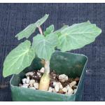 Uncarina peltata 4-inch pots
