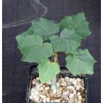 Uncarina peltata 5-inch pots