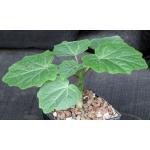 Uncarina stellulifera 5-inch pots