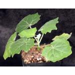 Uncarina peltata one-gallon pots