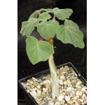 Uncarina roeoesliana x grandidieri 5-inch pots